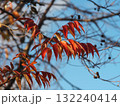 樹木　ナナカマドの紅葉した葉 132240414