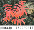 樹木　ナナカマドの紅葉した葉 132240415