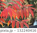 樹木　ナナカマドの紅葉した葉 132240416
