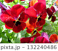 赤いパンジー 132240486