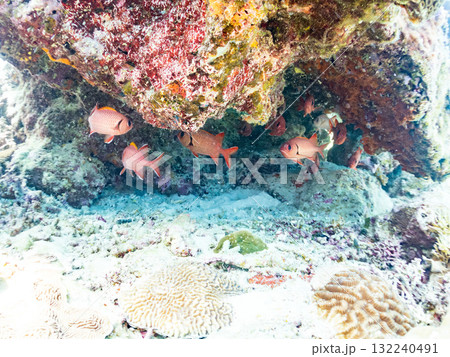 サンゴの洞窟に住むアカマツカサ他群れ。美しいサンゴ礁と熱帯魚の群れ。島尻郡慶良間諸島座間味島安室島 132240491