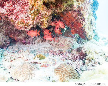 サンゴの洞窟に住むアカマツカサ他群れ。美しいサンゴ礁と熱帯魚の群れ。島尻郡慶良間諸島座間味島安室島 132240495