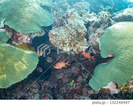 サンゴの洞窟に住むアカマツカサ他群れ。美しいサンゴ礁と熱帯魚の群れ。島尻郡慶良間諸島座間味島安室島 サンゴの洞窟に住むアカマツカサ他群れ。美しいサンゴ礁と熱帯魚の群れ。島尻郡慶良間諸島座間味島安室島 132240497