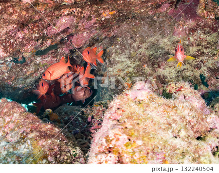 サンゴの洞窟に住むアカマツカサ他群れ。美しいサンゴ礁と熱帯魚の群れ。島尻郡慶良間諸島座間味島安室島 132240504