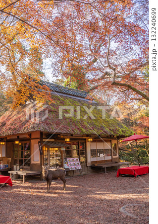 紅葉に包まれる奈良公園と鹿 紅葉に包まれる奈良公園と鹿 132240699
