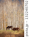 晩秋の草原でのんびり草を食べる馬 132240702