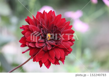 綺麗なダリアが色とりどり咲いています。 132240783