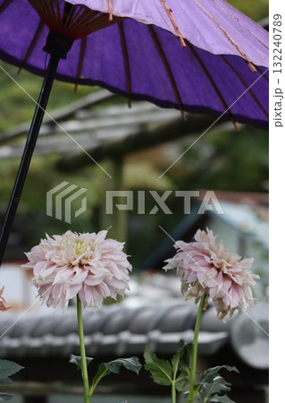 綺麗なダリアが色とりどり咲いています。 132240789