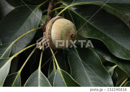 自然 植物 オキナワウラジロガシ、日本一大きなどんぐり。ここまで成長するのは成った内の一部の様です 自然 植物 オキナワウラジロガシ、日本一大きなどんぐり。ここまで成長するのは成った内の一部の様です 132240816