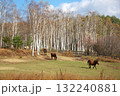 晩秋の草原の林と草を食べる馬たち 132240881