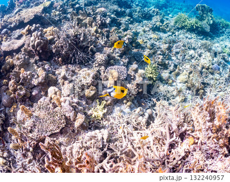 ヒフキアイゴ他群れ。美しいサンゴ礁と熱帯魚の群れ。 沖縄県島尻郡慶良間諸島座間味島安室島-2025 132240957