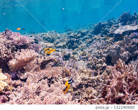 ヒフキアイゴ他群れ。美しいサンゴ礁と熱帯魚の群れ。 沖縄県島尻郡慶良間諸島座間味島安室島-2025 132240980