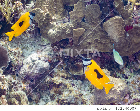 ヒフキアイゴ他群れ。美しいサンゴ礁と熱帯魚の群れ。 沖縄県島尻郡慶良間諸島座間味島安室島-2025 ヒフキアイゴ他群れ。美しいサンゴ礁と熱帯魚の群れ。 沖縄県島尻郡慶良間諸島座間味島安室島-2025 132240987