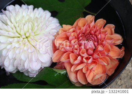 綺麗なダリアが色とりどり咲いています。 132241001