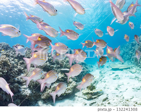ノコギリダイ群れ他。美しいサンゴ礁と熱帯魚の群れ。 沖縄県島尻郡慶良間諸島座間味島安室島-2025 132241308