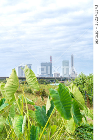 「埼玉県」見沼田んぼの風景　さいたま市 132241343