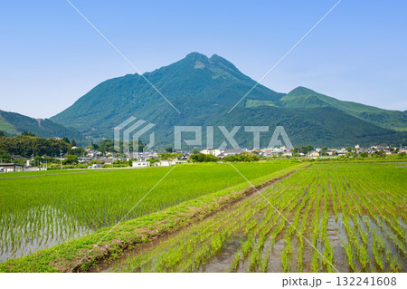 湯布院　由布岳と水田 132241608