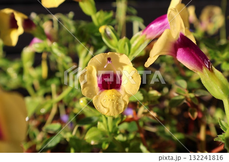 雨上がりの後の黄色いトレニアの花 132241816