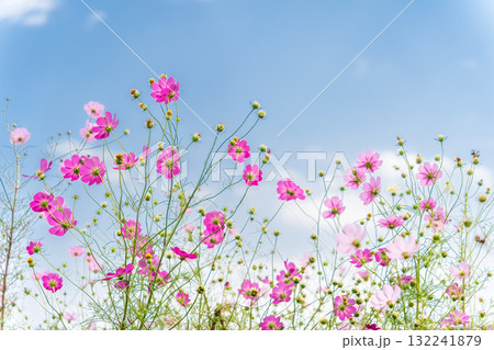秋空に映える秋桜の風景 秋空に映える秋桜の風景 132241879