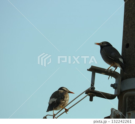 春の朝日を浴びる　早朝のヒヨドリ 132242261