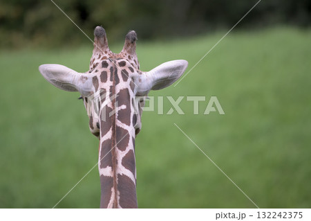 キリンの首の模様は左右対称ではない キリンの首の模様は左右対称ではない 132242375