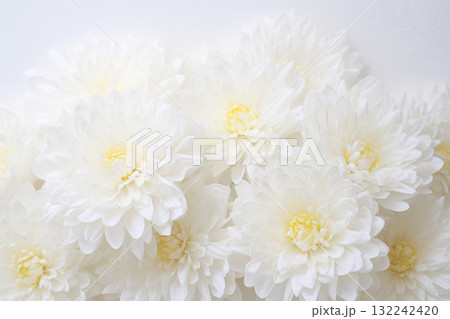 Elegant White Chrysanthemum Blossoms 132242420