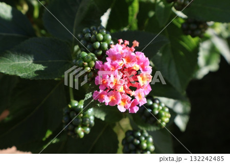 ランタナの花と緑色の実 ランタナの花と緑色の実 132242485