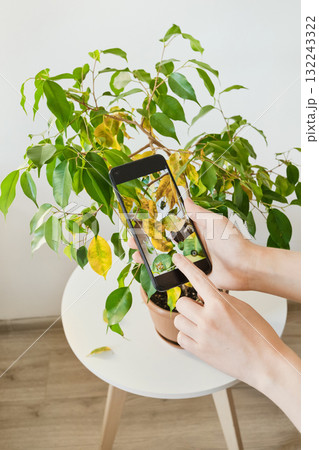 Women diagnose yellowing on houseplant ficus using smartphone app Women diagnose yellowing on houseplant ficus using smartphone app 132243322