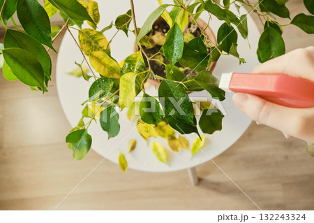 Caring for sick ficus houseplant with spray bottle close-up Caring for sick ficus houseplant with spray bottle close-up 132243324