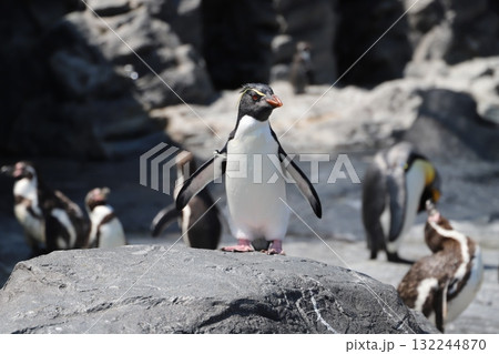 ペンギン ペンギン 132244870