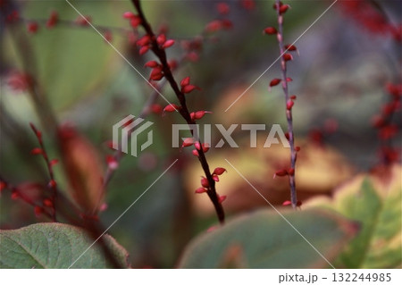 真紅に色づくミズヒキの花 132244985