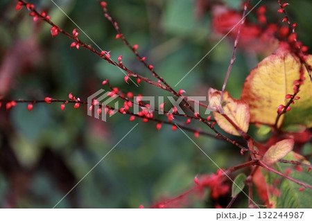 ミズヒキのボルドーカラーと紅葉した黄色い葉 ミズヒキのボルドーカラーと紅葉した黄色い葉 132244987