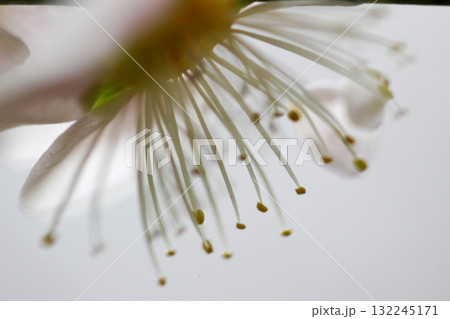 白梅のクローズアップ 白梅のクローズアップ 132245171