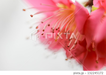 紅梅のクローズアップ 132245172