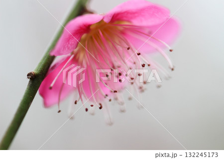 春を告げる梅の花 132245173