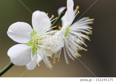 白い梅の花のクローズアップ 132245175