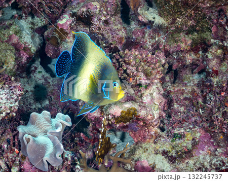 大きなサザナミヤッコ他。美しいサンゴ礁と熱帯魚の群れ。 沖縄県島尻郡慶良間諸島座間味島安室島2025 大きなサザナミヤッコ他。美しいサンゴ礁と熱帯魚の群れ。 沖縄県島尻郡慶良間諸島座間味島安室島2025 132245737