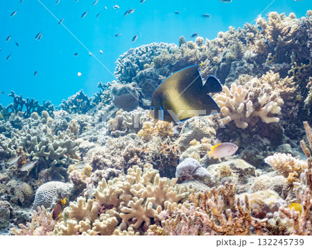大きなサザナミヤッコ他。美しいサンゴ礁と熱帯魚の群れ。 沖縄県島尻郡慶良間諸島座間味島安室島2025 132245739