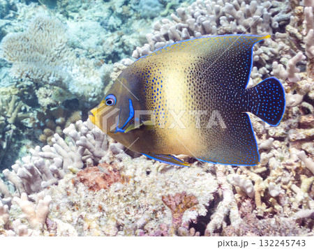 大きなサザナミヤッコ他。美しいサンゴ礁と熱帯魚の群れ。 沖縄県島尻郡慶良間諸島座間味島安室島2025 132245743