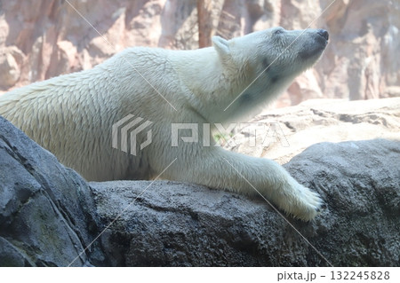 しろくま 132245828