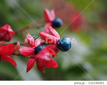 クサギの実（20251015094219） 132246061