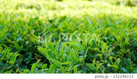 Low Angle View of Fresh Tender Tea Leaves Growing in a Sunny Plantation Field at Darjeeling Low Angle View of Fresh Tender Tea Leaves Growing in a Sunny Plantation Field at Darjeeling 132246113