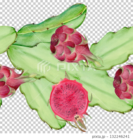 Dragon fruit, cactus stems seamless watercolor border isolated on white. Tropical clip art perfect for fabric, packaging, summer design, healthy food branding. Hand-painted textured illustration 132246241