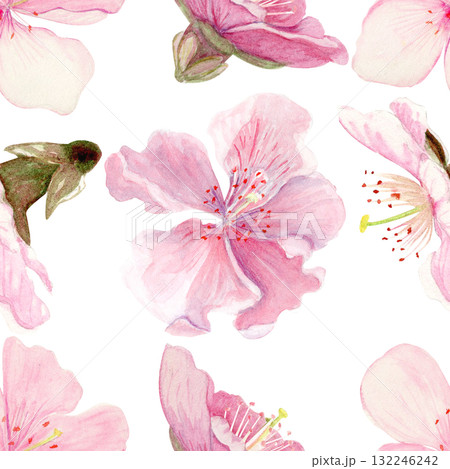 Sakura flowers seamless pattern watercolor, pink tones, hand-painted in natural botanical style isolated on white background. Perfect for wedding invitations, spring cards, packaging, textile design. 132246242