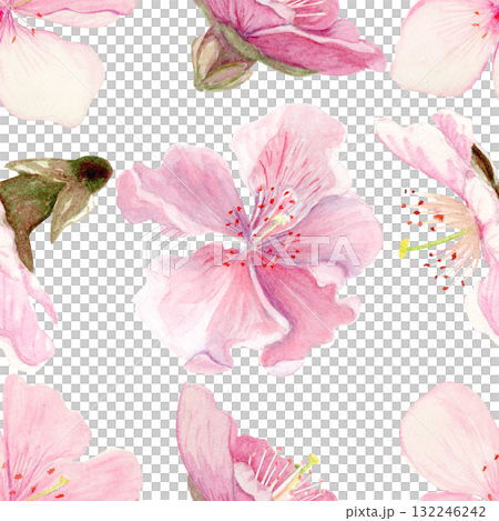 Sakura flowers seamless pattern watercolor, pink tones, hand-painted in natural botanical style isolated on white background. Perfect for wedding invitations, spring cards, packaging, textile design. 132246242