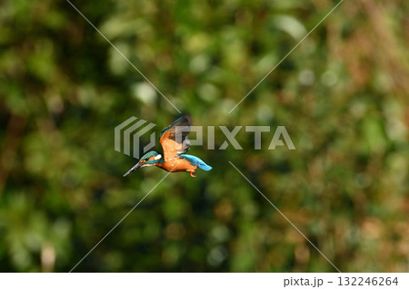 カワセミのホバリング 132246264