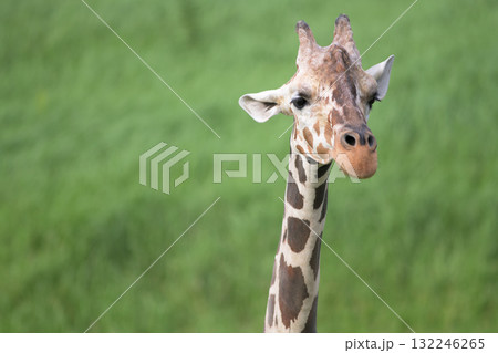 草を食べているとき以外は歩いていることが多いキリン 132246265