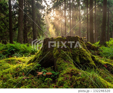 森の中の大きな切り株7 森の中の大きな切り株7 132246320