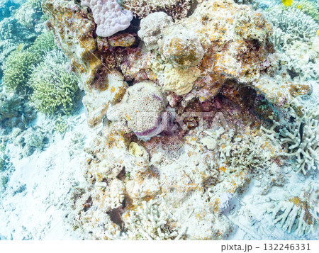 サンゴに隠れる大きなワモンダコ。美しいサンゴ礁と熱帯魚の群れ。 沖縄県島尻郡慶良間諸島座間味島安室島 132246331