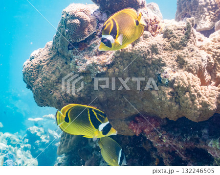 チョウハン群れ他。美しいサンゴ礁と熱帯魚の群れ。 沖縄県島尻郡慶良間諸島座間味島安室島-2025 チョウハン群れ他。美しいサンゴ礁と熱帯魚の群れ。 沖縄県島尻郡慶良間諸島座間味島安室島-2025 132246505